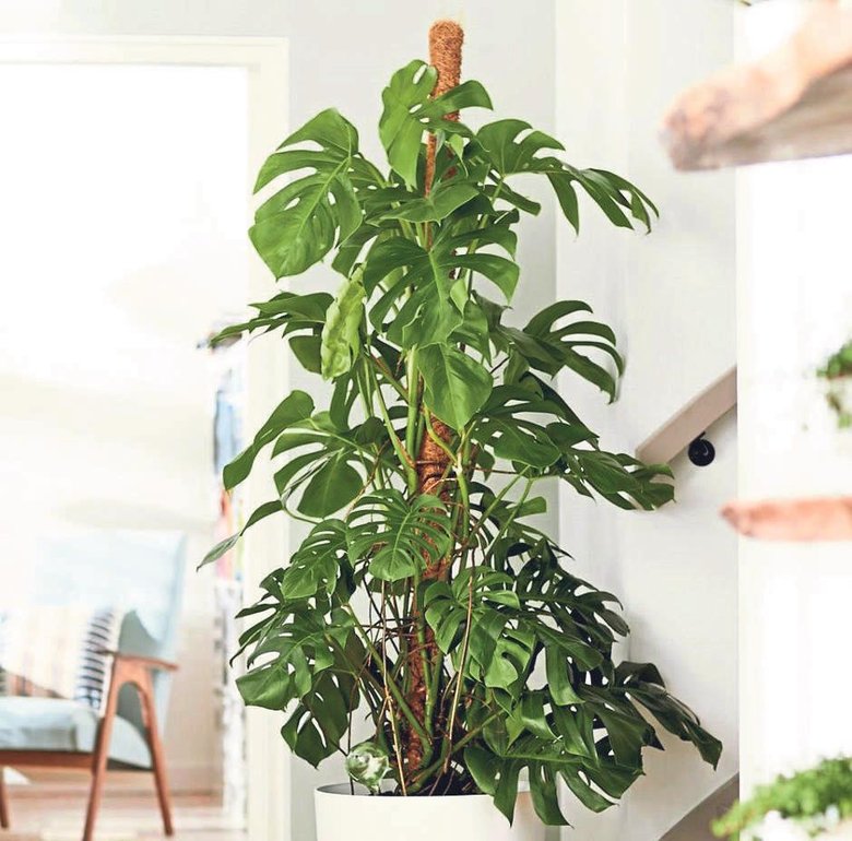 Radyasyonla savaşan bitkiler! Hayat kurtarıyor