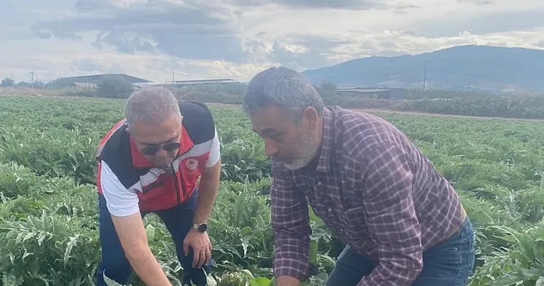 Gölhisar Enginarı’nda hasadına çok az kaldı