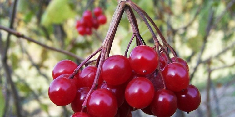 Gilaburu neye iyi gelir? Gilaburunun faydaları nelerdir?