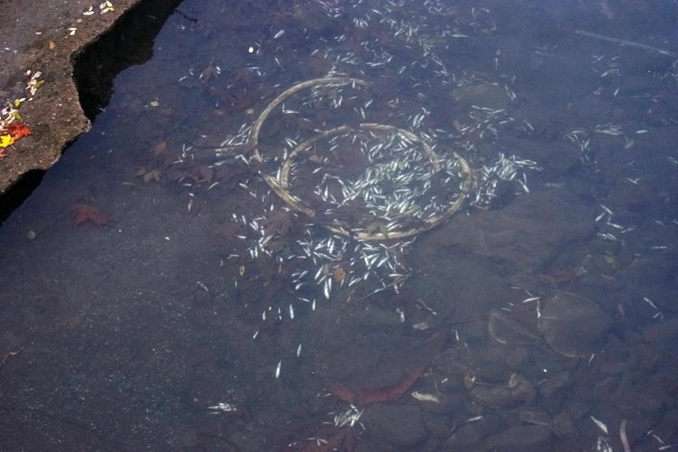 Balıkesir’de balık ölümleri yaşanan derede inceleme başlatıldı