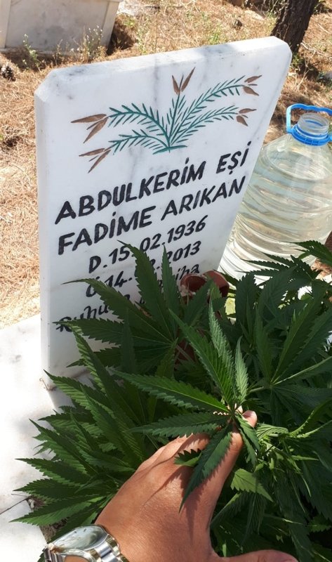 Afyon’da akılalmaz olay! Anneanne ve dedesinin mezarına kenevir ekti