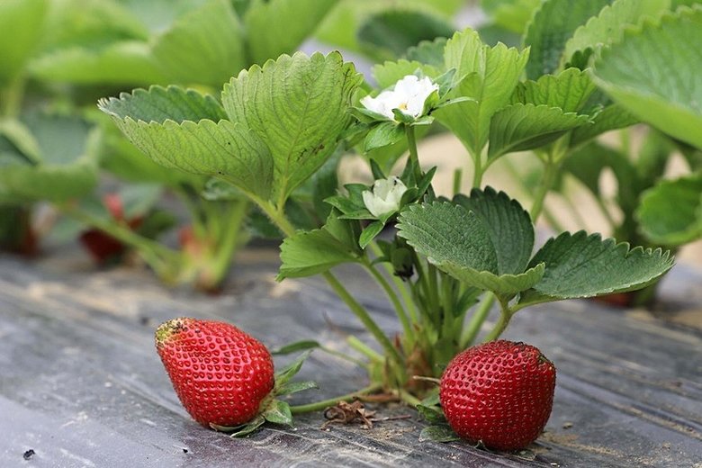 İzmir’de heyecanlı anlar! Organik çilekte hasat heyecanı başladı