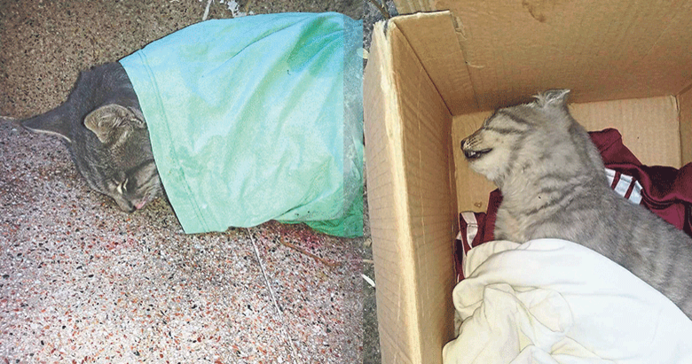 Konak Belediyesi kedileri ölüme terk etti