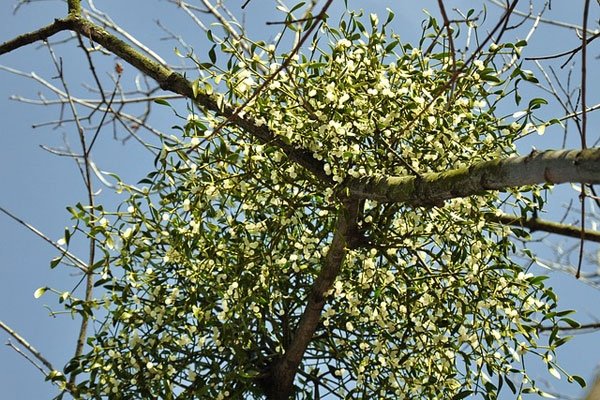 Ökse otu faydaları nelerdir, ne işe yarar?