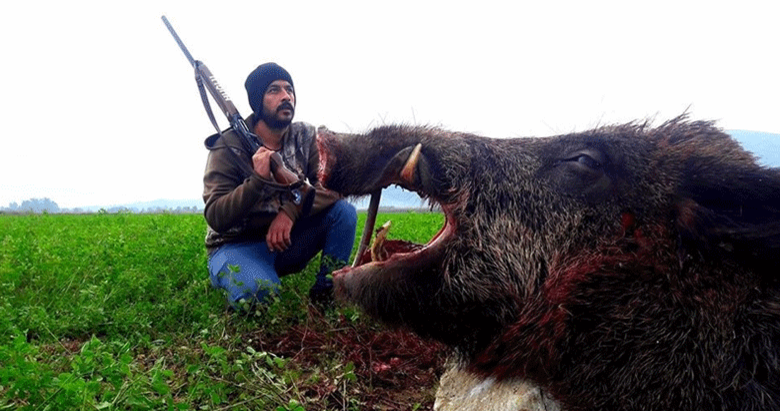 Aydın’da 350 kilogramlık domuz avlandı