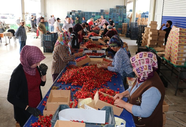 İzmir ve Manisa’da yılda 160 bin ton üretiliyor! Napolyon kirazında ihracat hızlı başladı