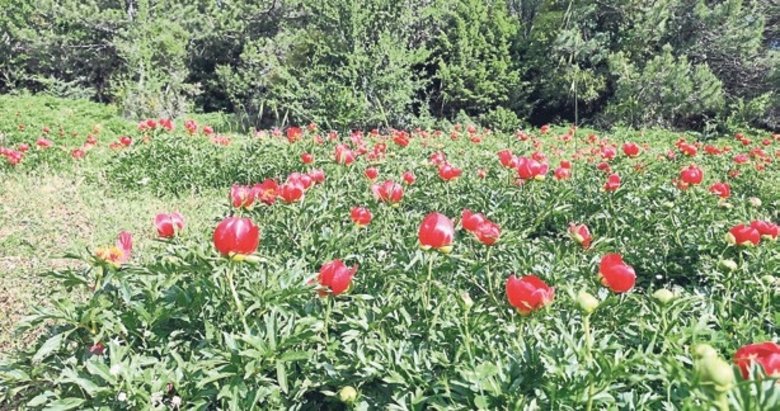 Şakayıklar Spil Dağı Milli Parkı’nı kırmızıya bürüdü