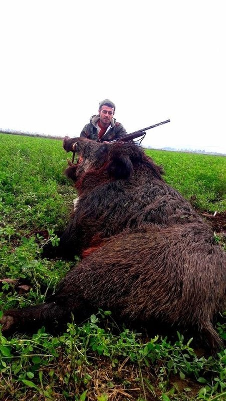 Aydın’da 350 kilogramlık domuz avlandı