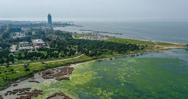 Deniz yosunu, İzmir Körfezi’nde yeniden yayılıyor