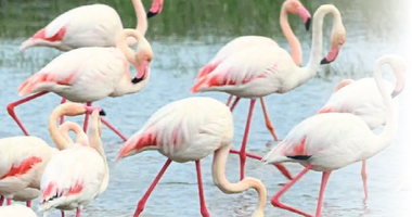 Pamucak flamingolarını bekliyor