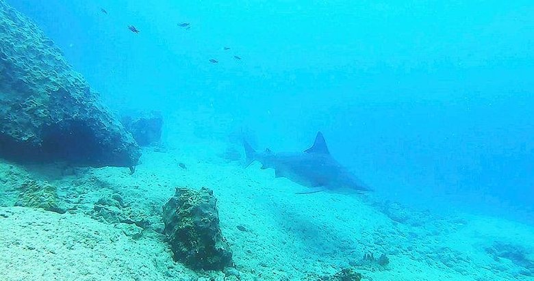 Muğla’daki o turistik koy kum köpek balığı üreme alanı oldu