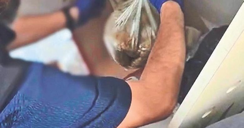 Ayakkabı kutusu içinde bonzai ele geçirildi