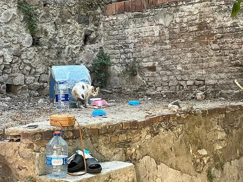 izmirde-yurek-isitan-proje-13-yasindaki-bade-sokak-kedileri-icin-seferber-oldu-1787037961252.jpeg