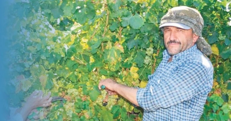 Manisa’da sarı altında hasat zamanı başladı