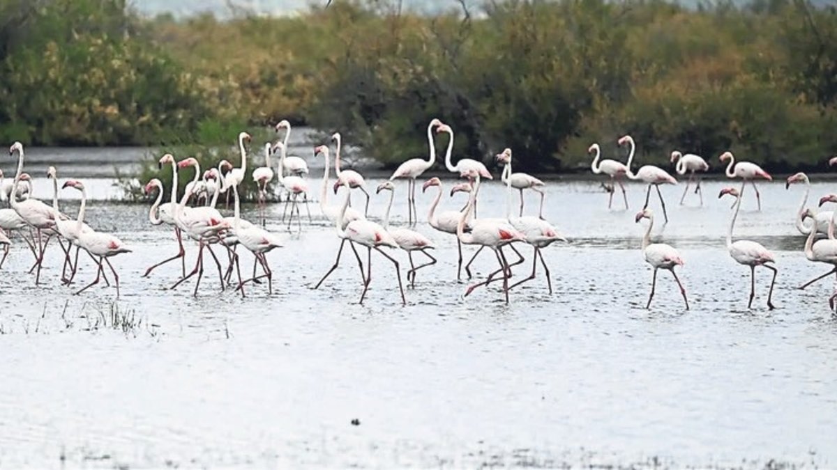 Ayvalık lagünlerinde flamingo şöleni