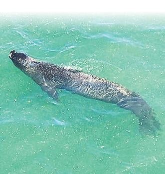 Fokların yuvasına iskele kurdular!