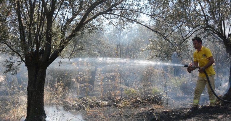 Çanakkale’de zeytinlik yangınında 5 dönüm alan zarar gördü