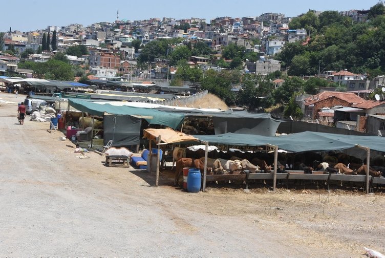 İzmir’de kurbanlık satış yerleri nereler? Kurbanlık fiyatları ne kadar? İşte detaylar...