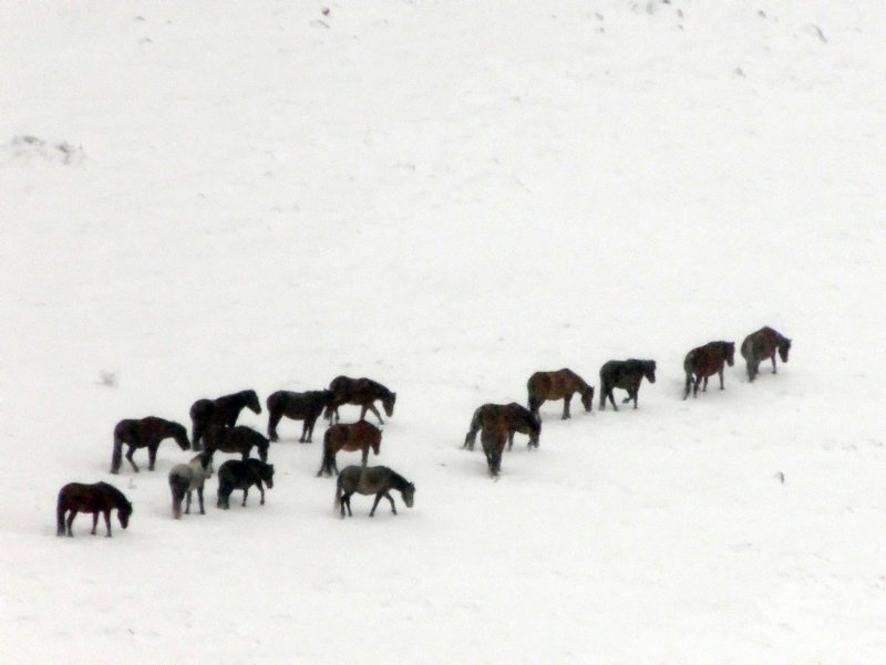 Yılkı atları kar üstünde görüntülendi