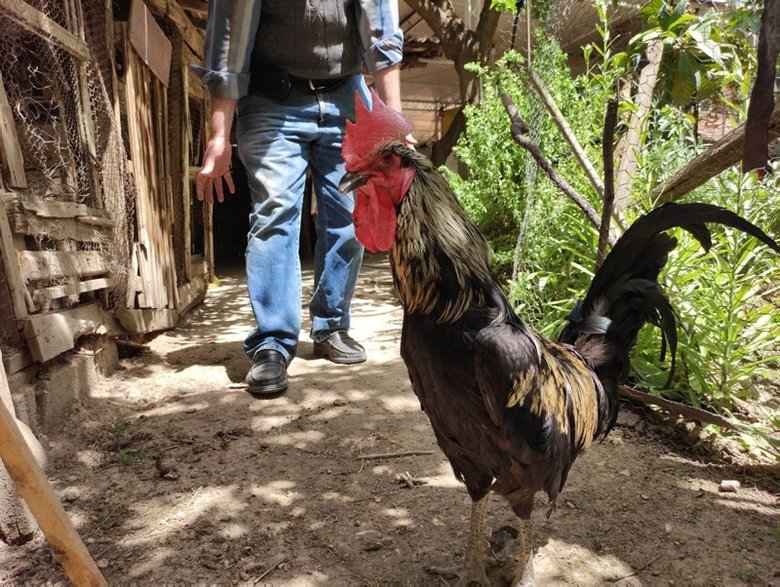 Pandemi ile birlikte Denizli horozuna talep arttı