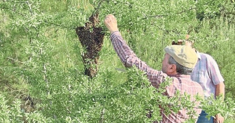 Yavru arıların bolluğu üreticilerin yüzünü güldürdü