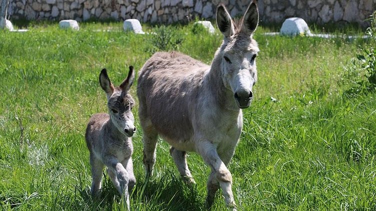 Tek tırnaklı hayvanlar hangileri? Domuz tek tırnaklı mı?