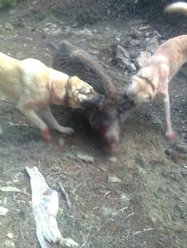 Aydın dağlarında domuzlar davar sürülerine saldırmaya başladı