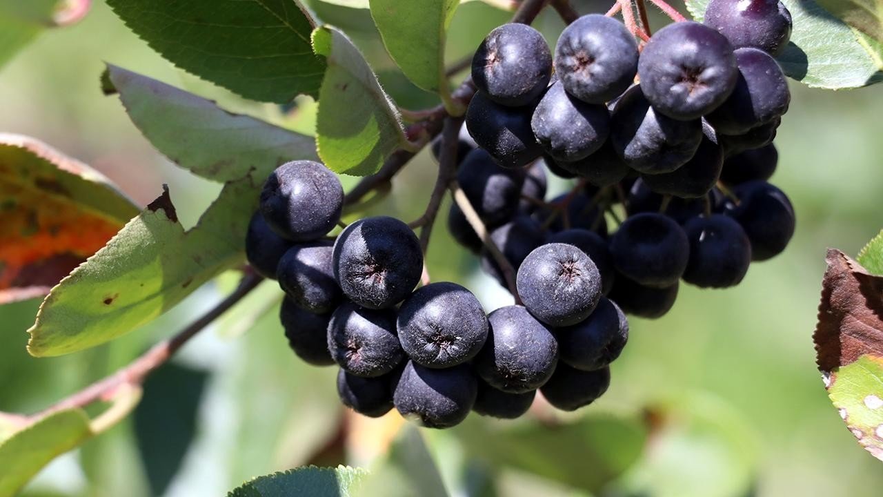 Aronya: Doğanın fonksiyonel mucizesi