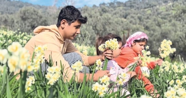 Alzheımer’a nergis şifası