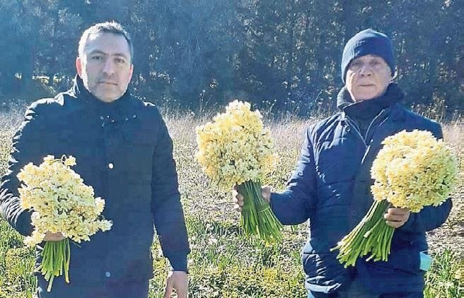 Nergisin anavatanı Karaburun’da hasat zamanı