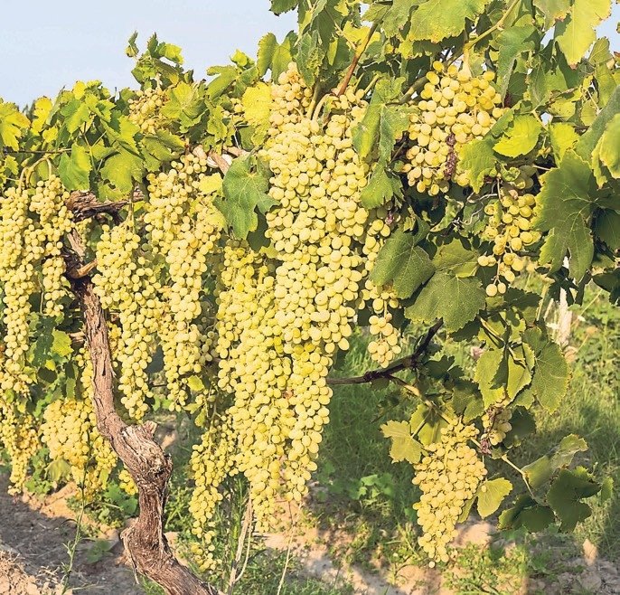 Manisa: Dün yandı bugün ise ışıldıyor!