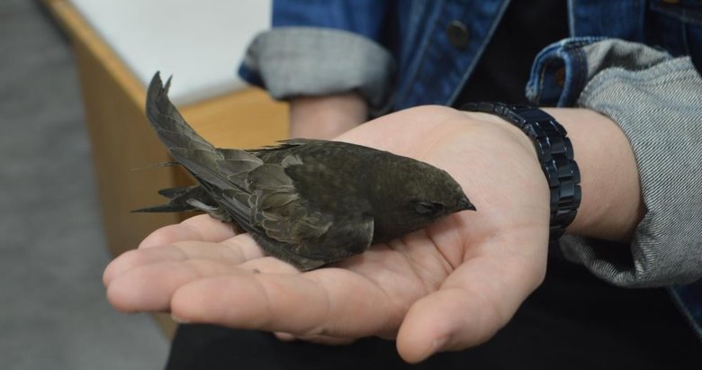 Ender görülen Ebabil kuşu iş yerine ikinci kez geldi