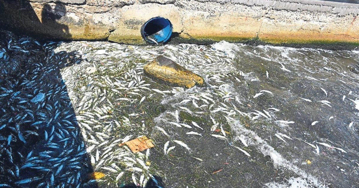 İzmir'de yine balıklar ölüyor!