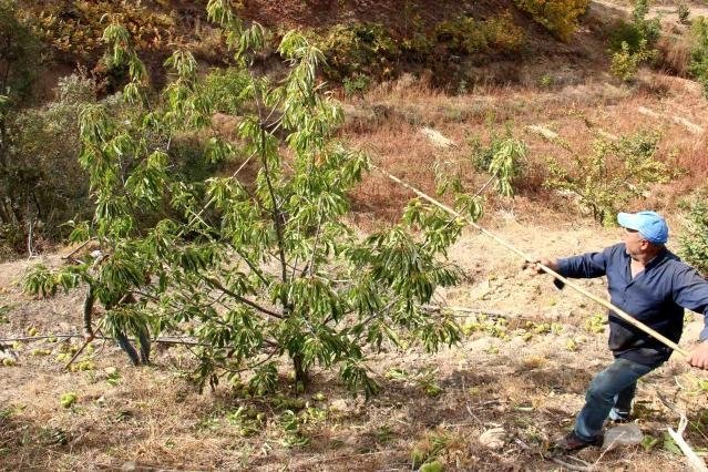 Aydın ve İzmir’de kestane hasadı başladı! Kuraklık nedeniyle rekoltede ciddi kayıp var