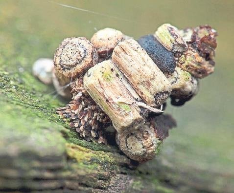 Evlerini sırtında taşıyan doğanın küçük mimarları