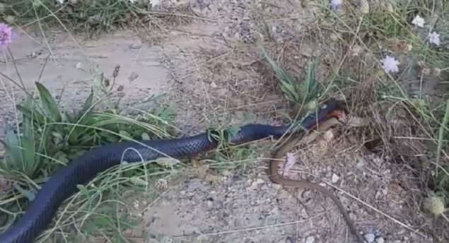 Ölümcül yılanların şoke eden kavgası