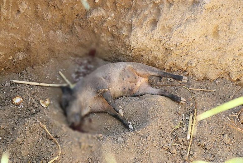 Denizli’de korkutan olay! İçinde bir de domuz ölüsü buldular