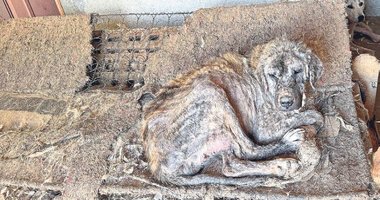 Denizli’de o bağışları hayvanlar birbirini yedi!