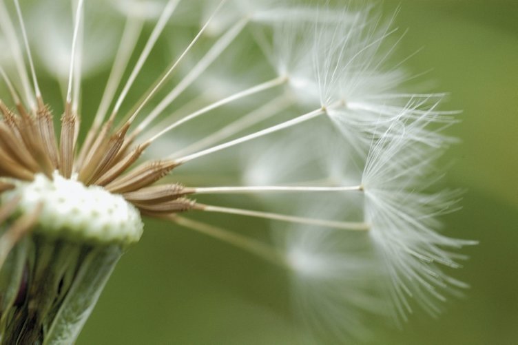 İbn-i Sina yıllar önce önerdi! Şeker hastalığının şifası