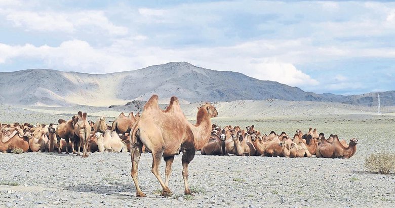 Gobi Çölü’nde Türk izleri