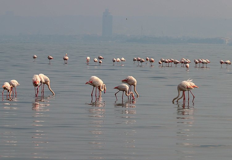 Ege’de sevindiren rakamlar! Geçen yıla oranla yüzde 40 artış