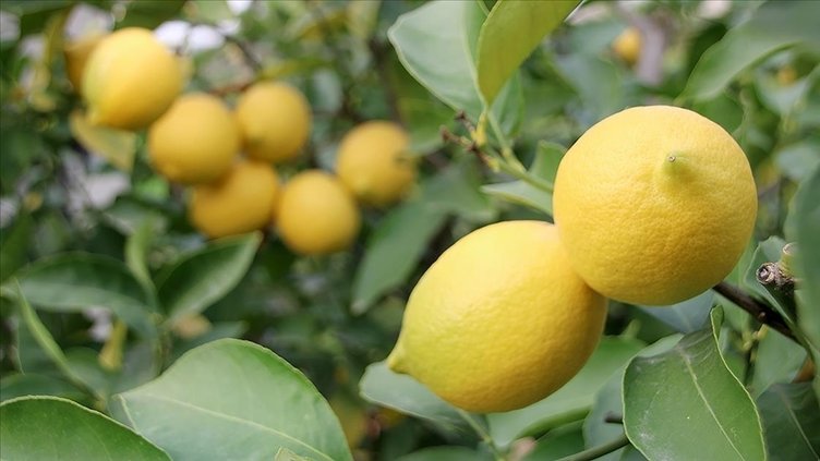 Her sabah aç karnına limonlu su içerseniz 30 gün sonra vücudunuzdaki değişime inanamayacaksınız
