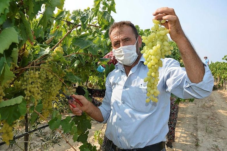 Dünyaca ünlü çekirdeksiz Sultani üzümde hasat başlıyor
