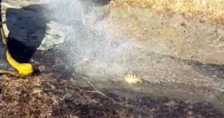 Yangında mahsur kalan kaplumbağanın imdadına itfaiye yetişti