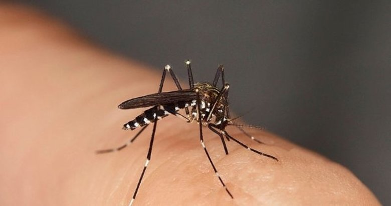 Sivrisinek virüs taşır mı? Sivrisinek virüs bulaştırır mı?