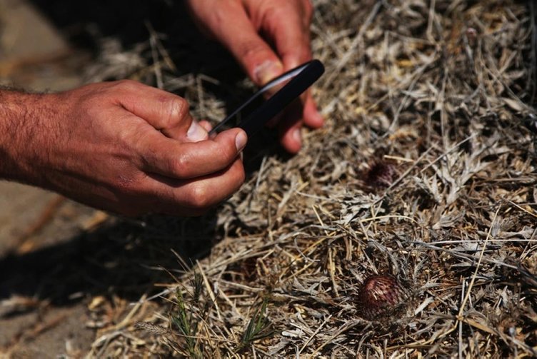 Muğla Bodrum’da ’Kum zambağı’ çiçeği koparanın elini yakıyor! Bakın cezası ne kadar?