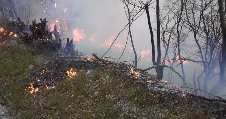 İzmir’de orman yangını: 500 kestane ve meşe ağacı yandı