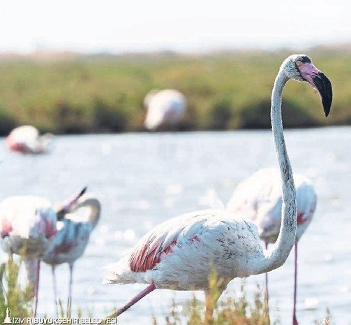 Flamingo Yolu turları başladı