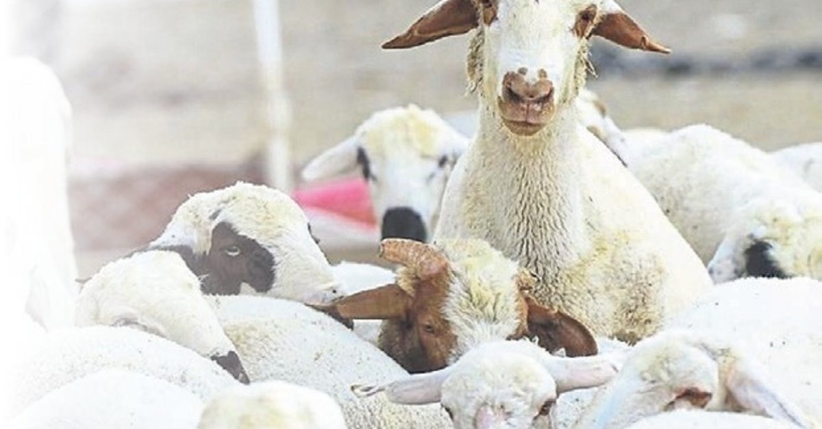 Kırsalda kalkınma projelerle destekleniyor