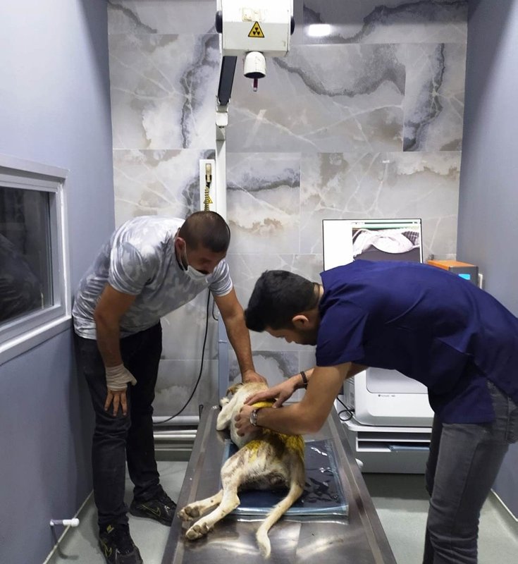 Caniliğin böylesi! Sokak köpeğini hedef tahtasına çevirdiler